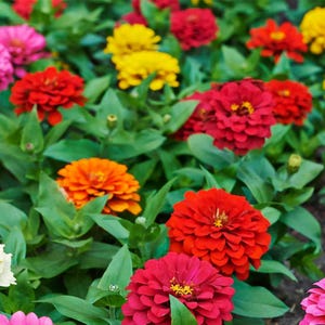 Zinnia, Dahlia Mix (zinnia elegans)