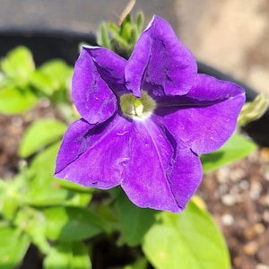 Purple Petunia Flower Seeds