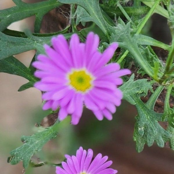 Brachycome (purple) Flower Seeds