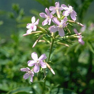 Soapwort Seeds (saponaria officinalis)