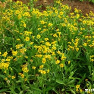 Arnica (Arnica Chamissonis) SEEDS