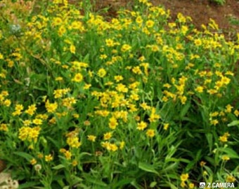 Graines d'arnica (Arnica chamissonis) biologiques