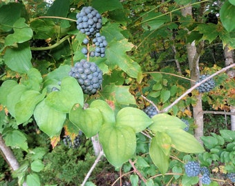 Smooth Carrion Flower SEEDS (smilax herbacea)