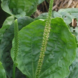 Green Plantain, Broadleaf (Plantago major) SEEDS