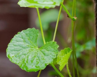 Gotu Kola FRÖ (Centella asiatica)
