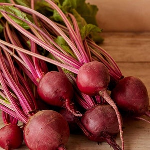 Detroit Beet Seeds