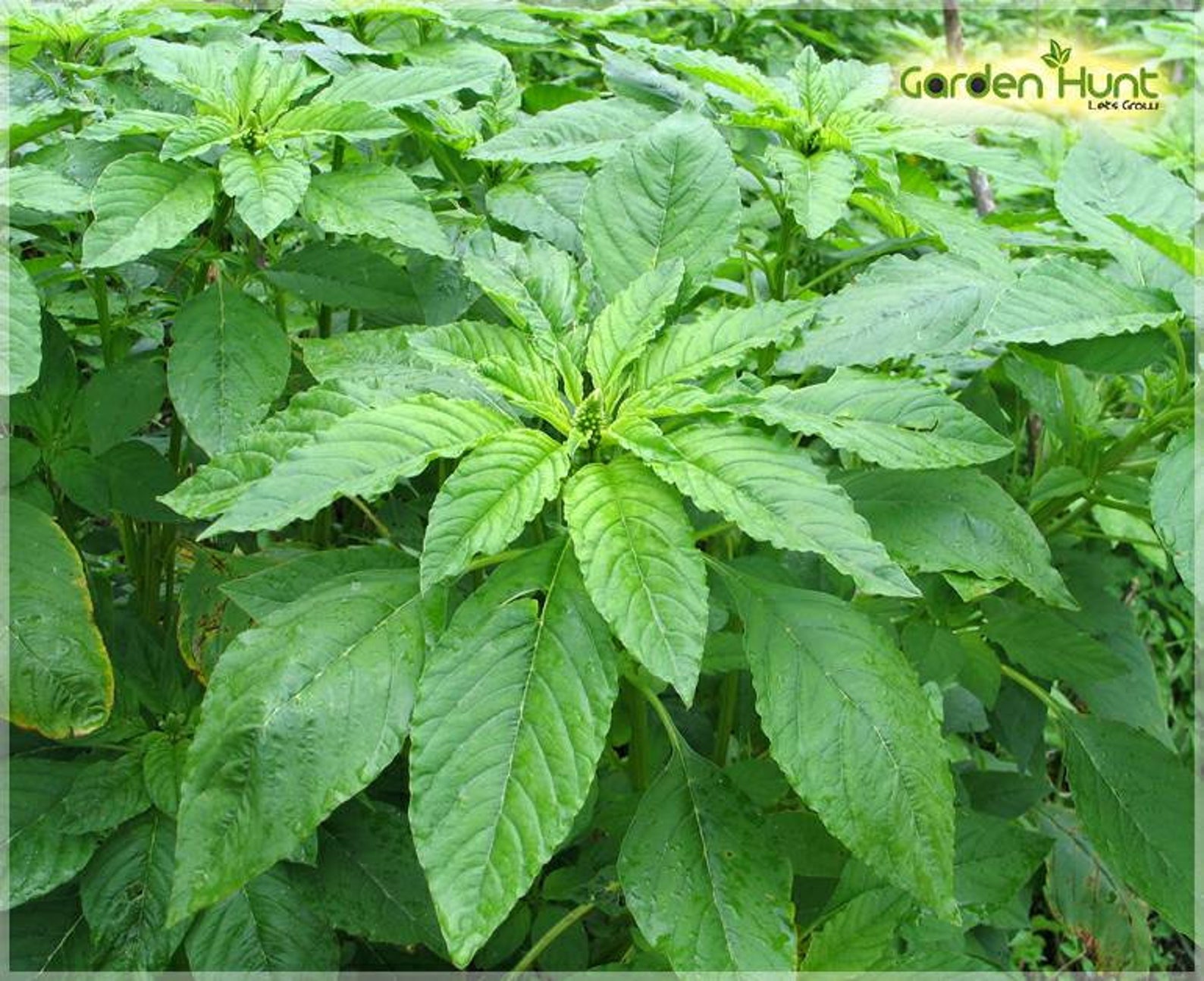 Green Amaranth Common amaranthus Viridis Seeds Etsy