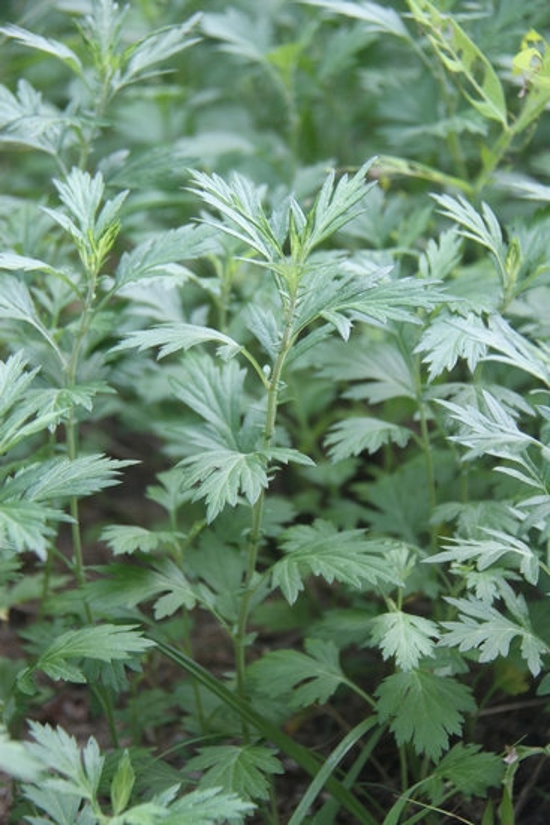 Mugwort artemisia Vulgaris SEEDS Etsy