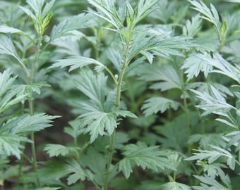 SEMILLAS DE Artemisia vulgaris