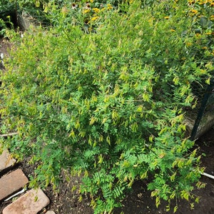 Astragalus seeds (astragalus membranaceus)