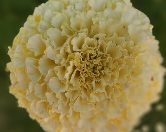 May include: A close-up of a yellow marigold flower with ruffled petals.