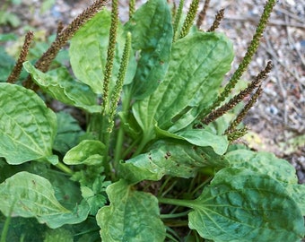 Green Plantain, Broadleaf (Plantago major) Seeds, organic