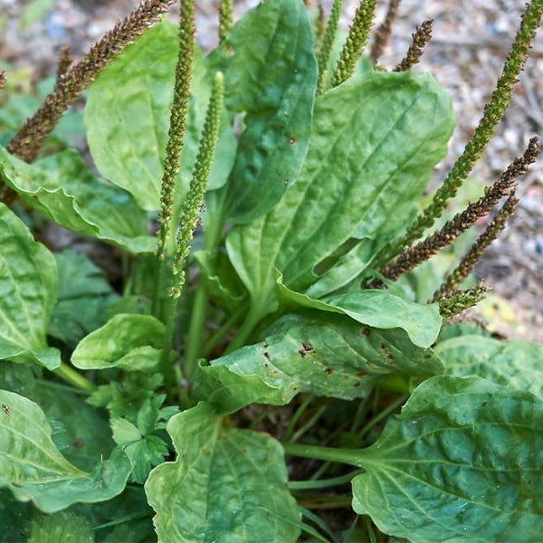 Green Plantain, Broadleaf (Plantago major) Seeds, organic