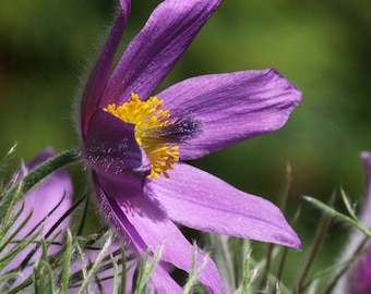 Pulsatilla (Anemone pulsatilla) SEEDS, wind flower, pasque flower, organic