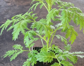 Sweet Annie (Artemisia annua), Organic. Herbal plants