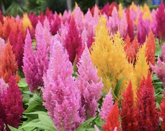 Celosia Seeds, Mixed Pompas Plume (celosia plumosa)