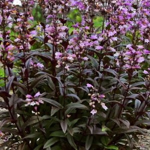 Beardtongue Dark Towers Penstemon Seeds