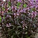 NEW! Firecracker Penstemon Seeds, Eaton's Penstemon, US Native Wildflower, PT411C