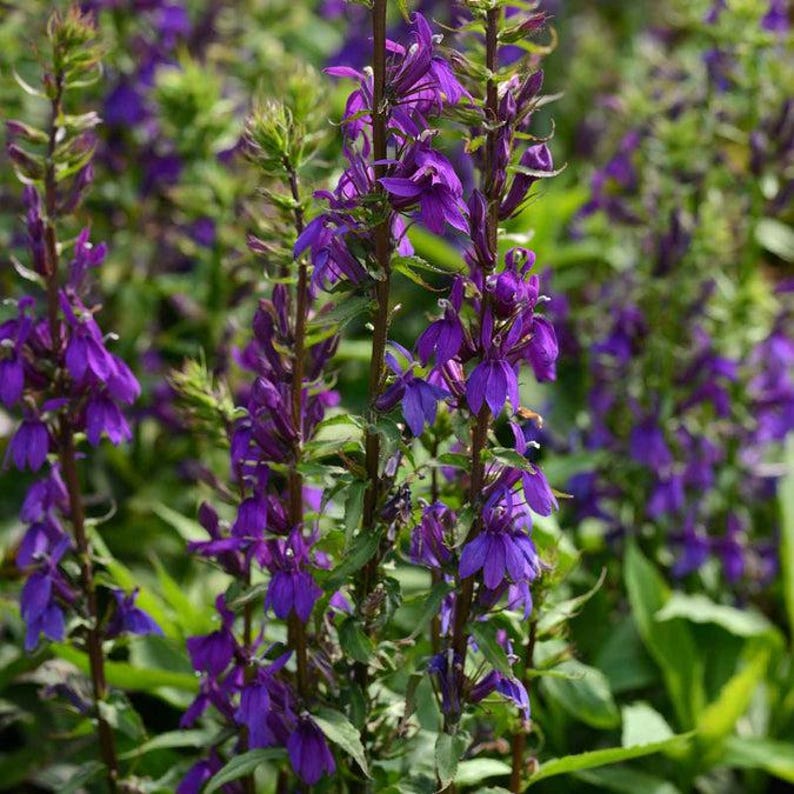 KevanCraftsAndSeeds Lobelia Seeds