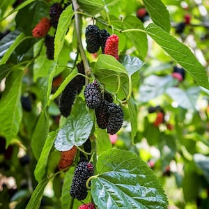 Mulberry tree SEEDS