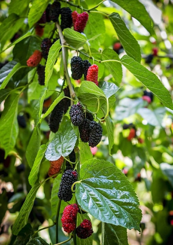 Mulberry Tree Seeds Etsy