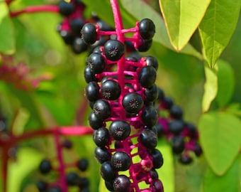 Pokeweed (phytolacca Americana) Seeds Canada