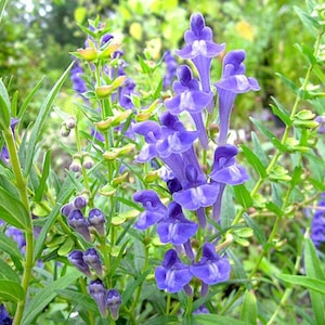 Baical Skullcap SEEDS, Chinese Skullcap (Scutellaria baicalensis)