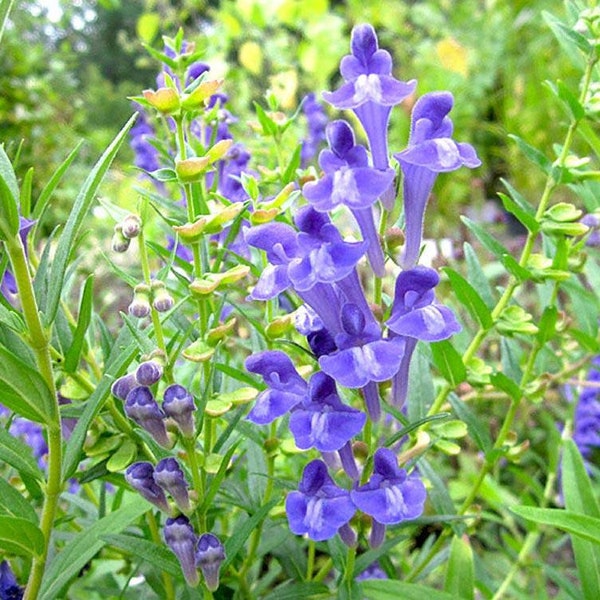 Baical Skullcap (Chinese Skullcap) seeds (Scutellaria baicalensis), organic