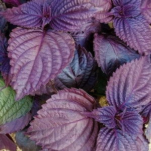 Beefsteak Pflanze (Perilla Frutescens), Samen