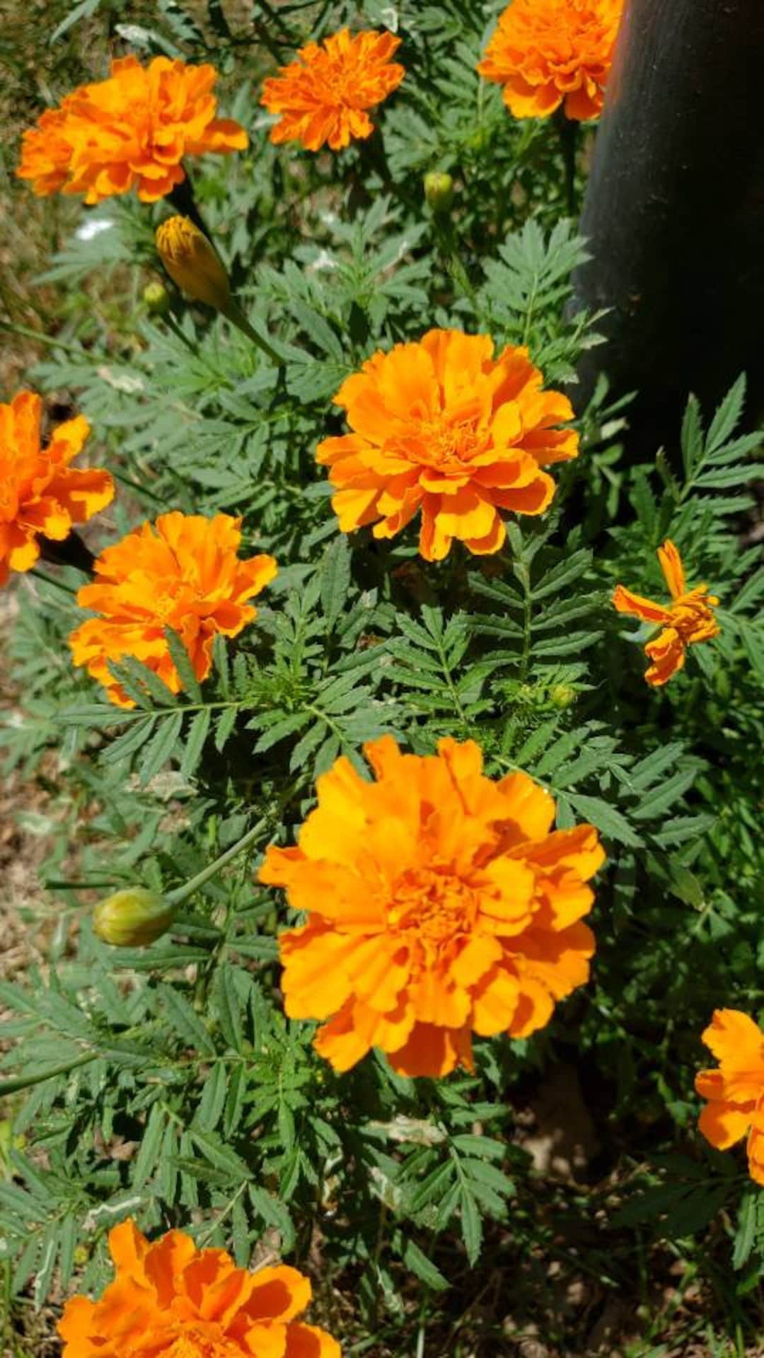 Orange Marigold Flower Seed Etsy