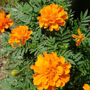 Semilla de flor de caléndula naranja