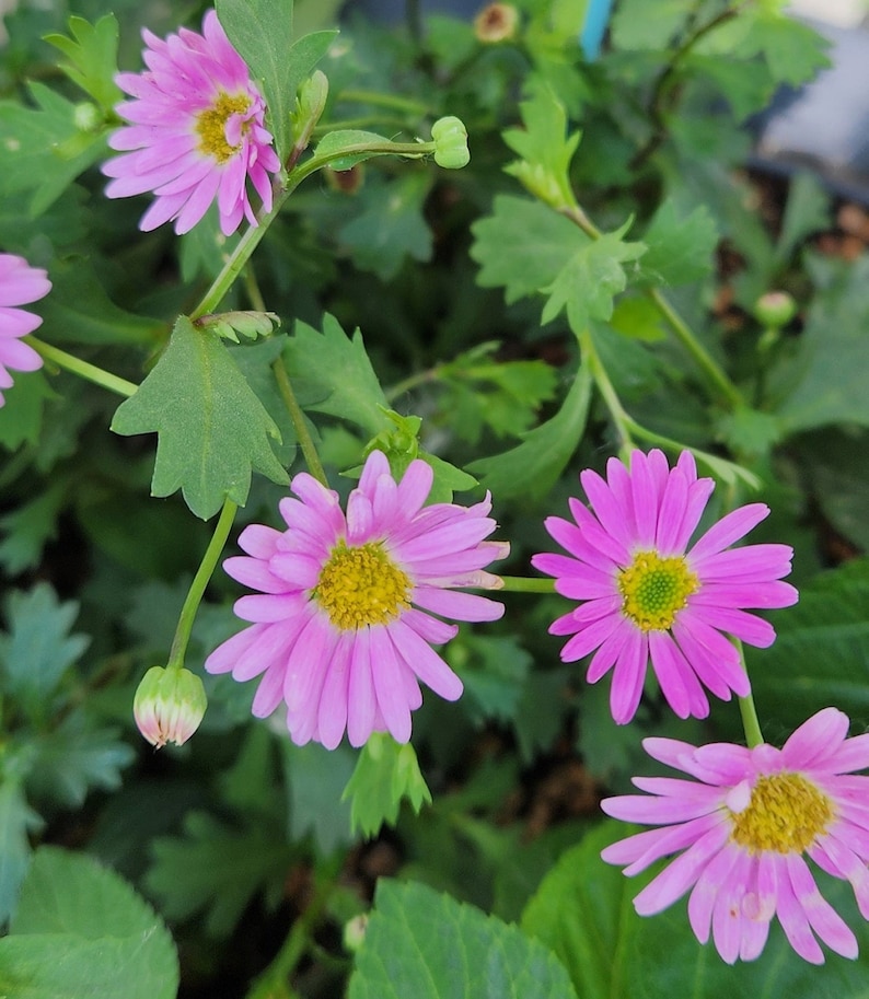 Brachycome Swan River Daisy Seeds - Thumbnail 3