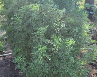 Southernwood (Artemisia abrotanum) SEEDS