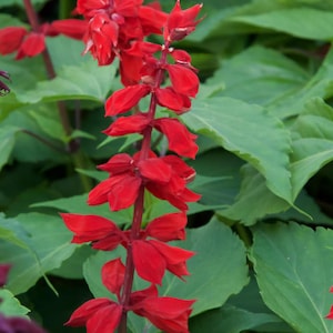 Salvia &#39;Scarlet Red&#39; SEEDS