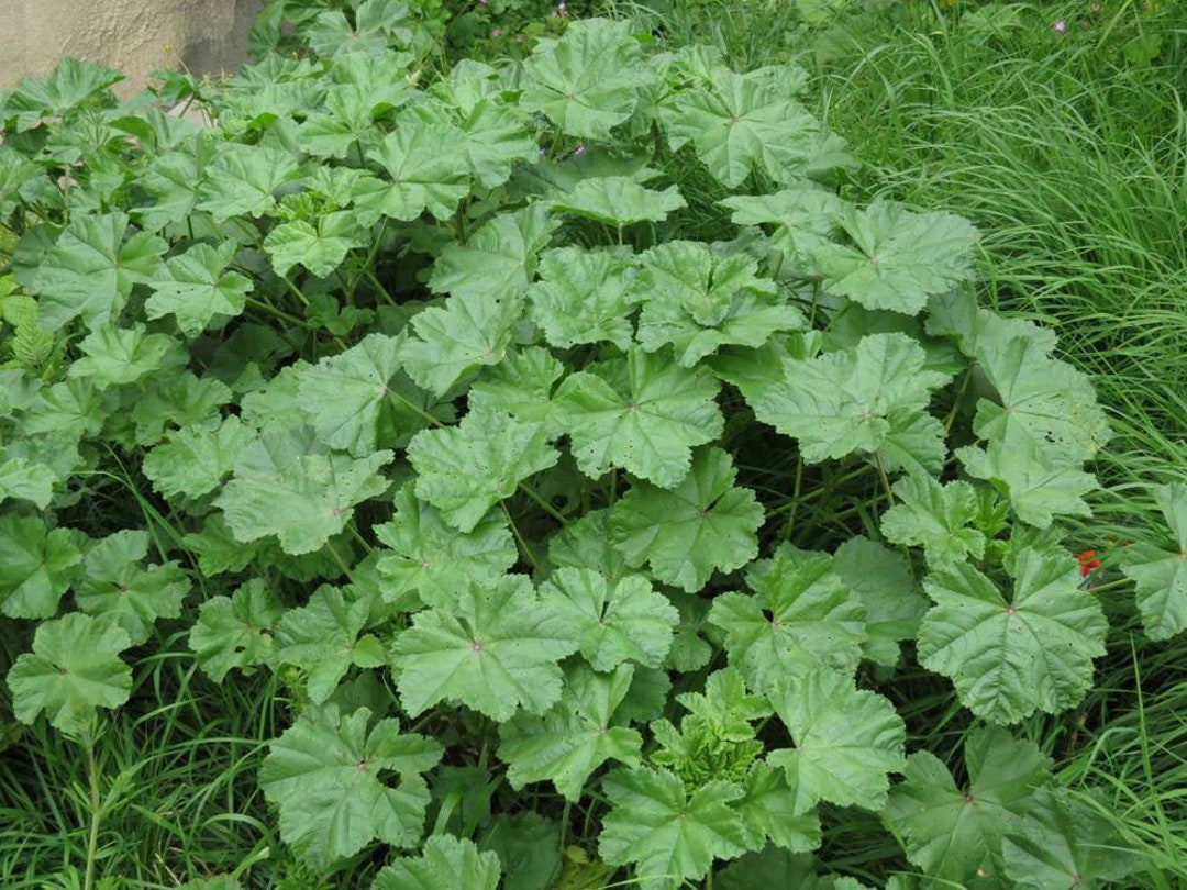 Mallow, Common malva Neglecta Seeds, Organic Etsy