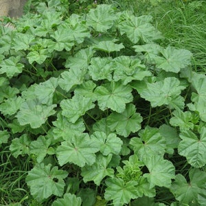 Mallow, common Malva neglecta Seeds, organic image 1