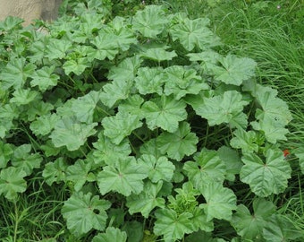 Mallow, common (Malva neglecta) Seeds, organic