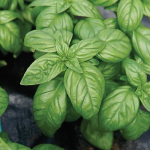 May include: A close-up of a lush green basil plant with large, vibrant leaves. The plant is growing in a garden bed with dark soil.
