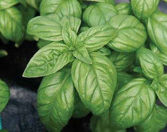 Nasiona Bazylii, Emily (Ocimum basilicum), Słodka Bazylia