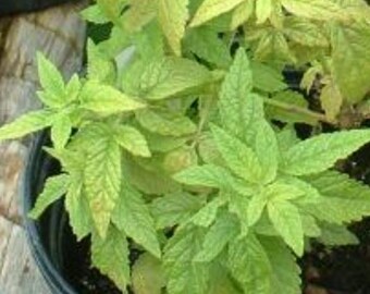 Balm of Gilead (cedronella Canariensis) SEEDS, False Balm of Gilead - Etsy