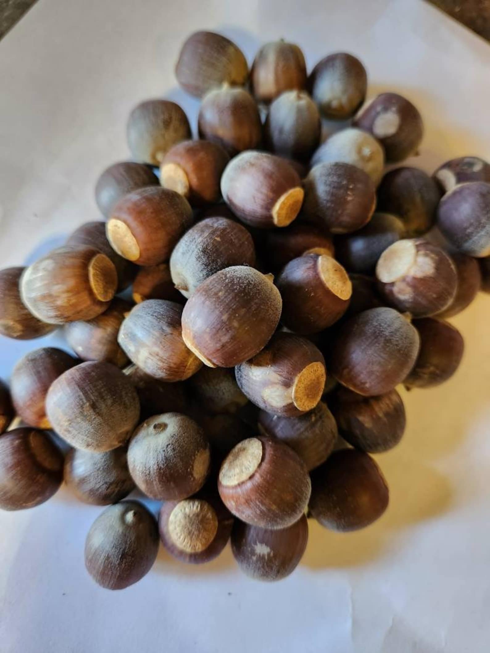Real Burr Oak Acorn Nuts/seeds Without Shell, About 3/4 Inch - Etsy
