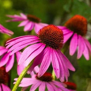 Echinacea Angustifolia SEEDS