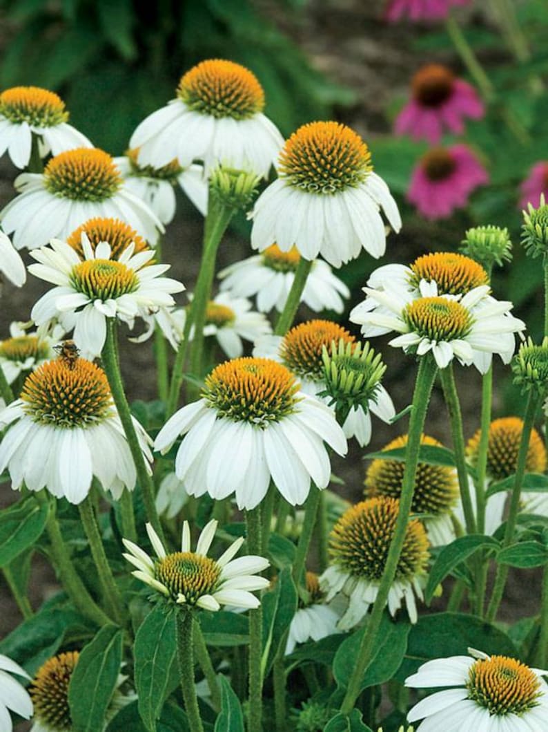 Echinacea purpurea White Swan Seeds image 0
