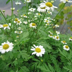 Feverfew seeds Tanacetum parthenium, organic image 1