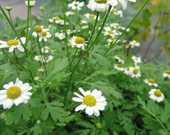 Feverfew seeds (Tanacetum parthenium)