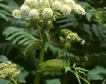 Angelica, official (angelica archangelica) Seeds