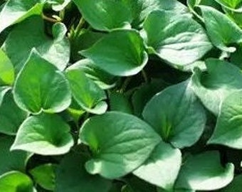 Houttuynia Cordata SEEDS (chameleon or lizzard tail), organic