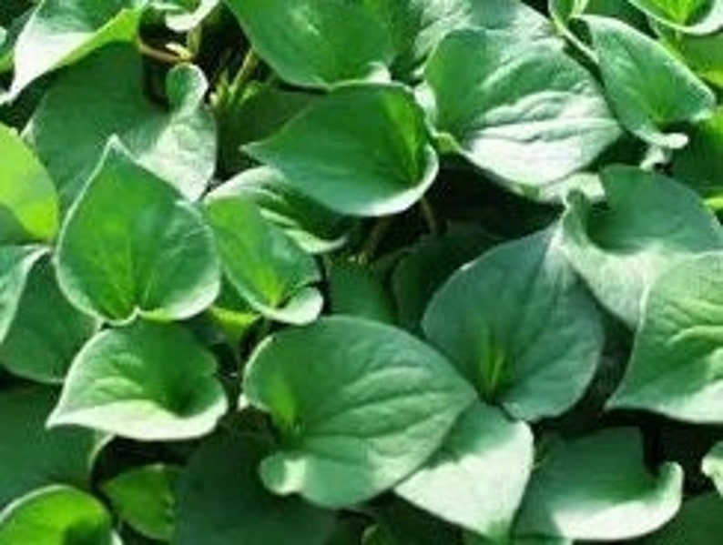 KevanCraftsAndSeeds Houttuynia Cordata Seeds - Thumbnail 3