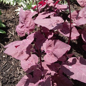 May include: Close-up of a vibrant red leafy plant with water droplets on the leaves. The plant is growing in a bed of brown mulch.