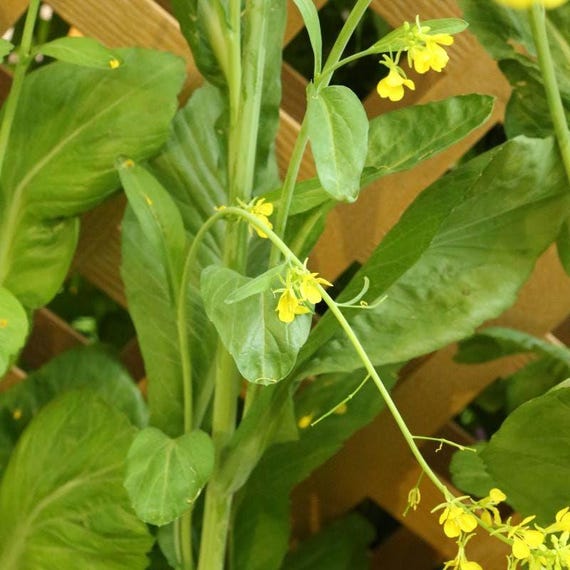 Brauner Senf (Brassica juncea) SAMEN - Etsy.de